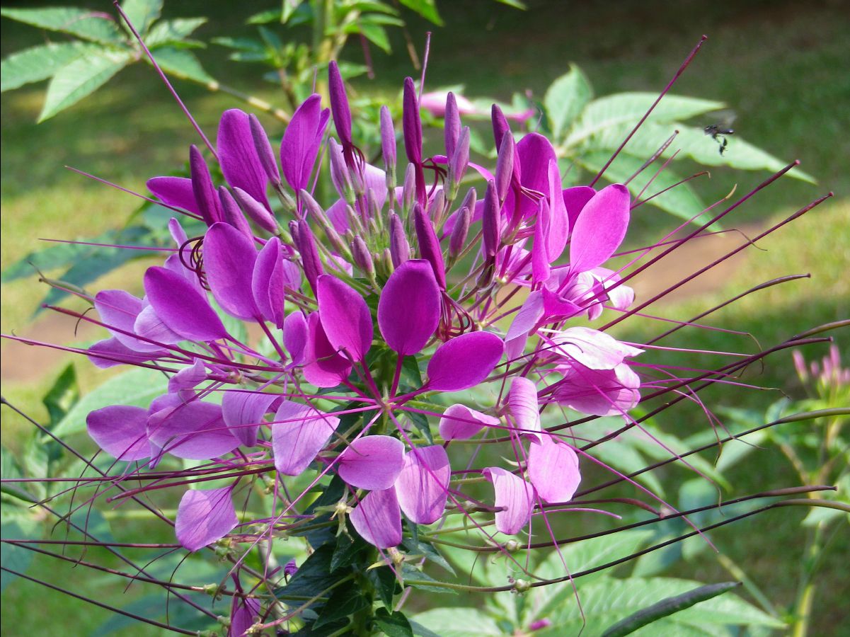 201302 Chiang Mai19